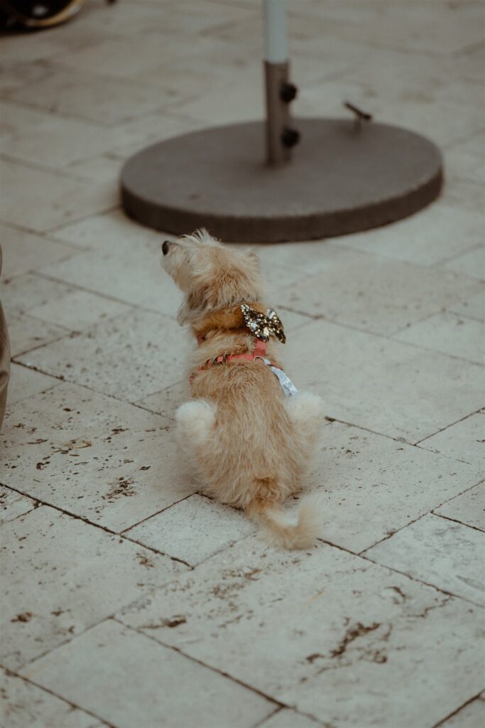 Hochzeitsgast Hund